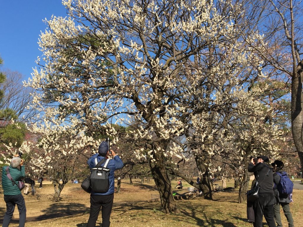 まろん通信vol 1422 早咲きの梅はもう満開です 小金井公園の梅林 まろん通信