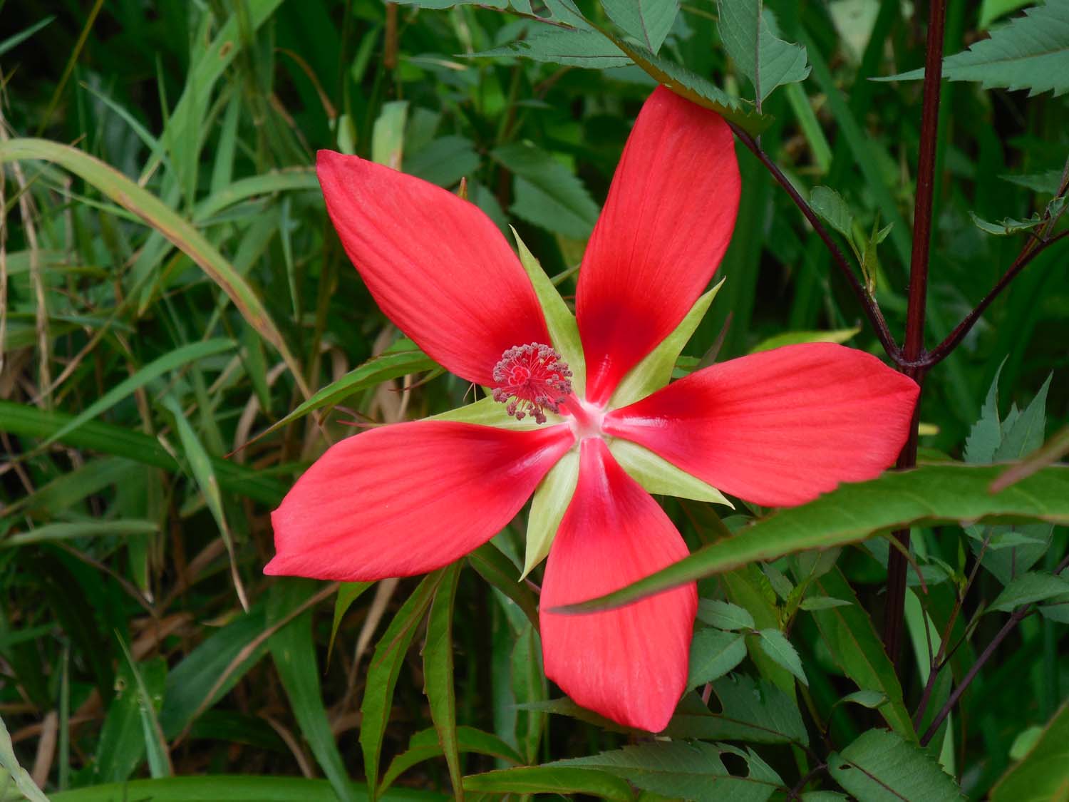 まろん通信vol 2476 野川のモミジアオイ 咲き出しました まろん通信