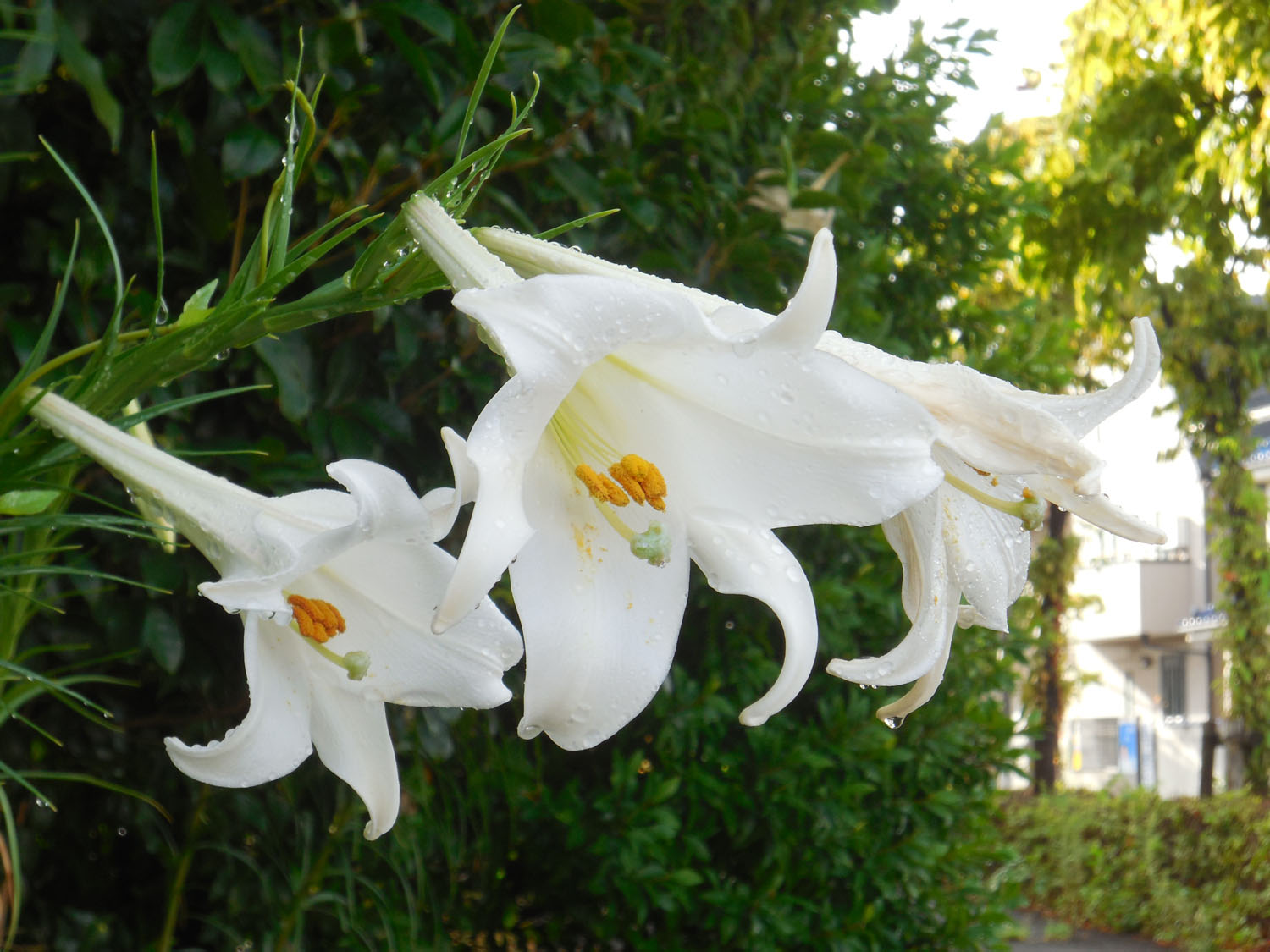 まろん通信Vol.3017 街なかの花々 タカサゴユリ | まろん通信