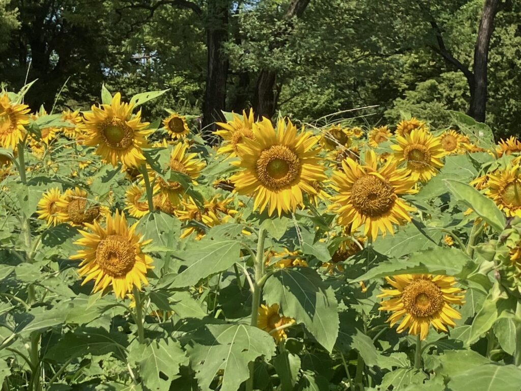 天然素材　布袋様　福の神像 彫刻　根付け　骨董品　吉田在名 天然素材 布袋様 福の神像 彫刻 根付け 骨董品 吉田在名 七福神布袋