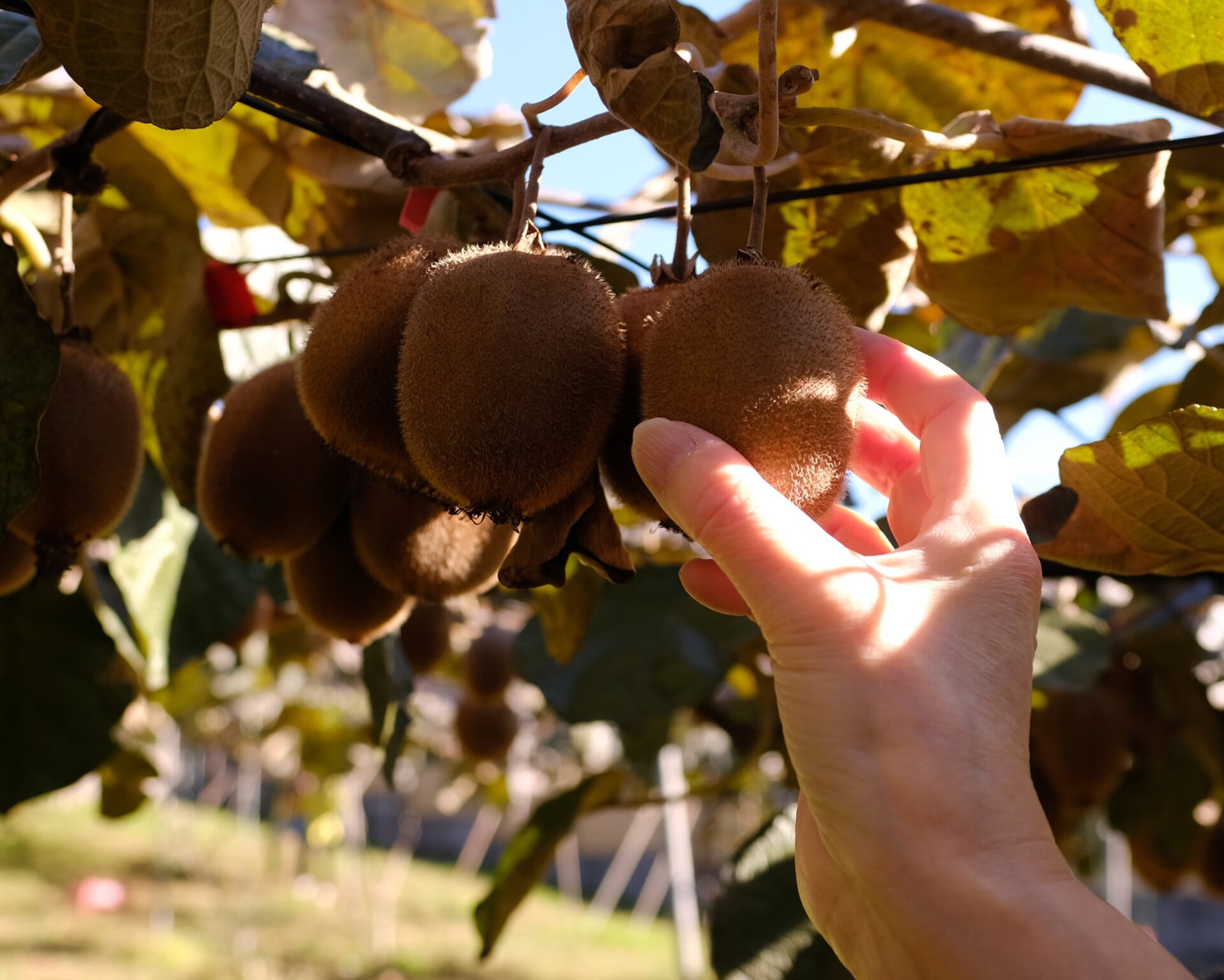 まろん通信Vol.4149 はけの道果樹園でキウイ狩り 〜 午前9時から日が